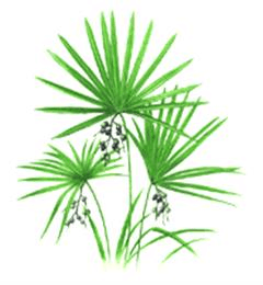 نخل بادبزنی ارّه ای